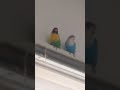 Papagaai (Agaponis)