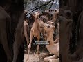 In some parts of Africa, camels are the new cows