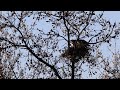 Red tail hawk at nest 4 8 23 1