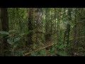 4K Jungle Sounds - Exotic Birds Singing - Tropical Forest - Relaxing Nature Video - Ultra HD - 2160p