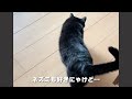 命名DD猫 ドコモダケを操る猫がおもしろすぎるww ［黒猫 保護猫］〜The black cat playing with Docomo's strap (buddy) is too funny!〜