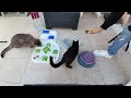 Try Not To Laugh 😆 Funniest Cats and Dogs 2024 😹🐶 Part 17