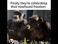 Chimps Tested On In Labs Can't Believe Their New Home | The Dodo