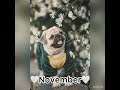 Ur month ur puppy