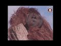 Ken Allen: San Diego Zoo's legendary orangutan escape artist