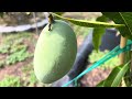 Orange Sherbet Mango 🥭 Tree in Florida USA 🇺🇸