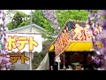 450 Year old Wisteria flowers blooming and Japanese festival in Kazo Saitama Japan | #explorejapan