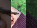 Riama skink found dehydrated, after a few drops emerges and is released.