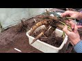 How to grow dahlias step by step (the Geoff & Heather way!)