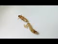 Flour Beetle Timelapse Metamorphosis