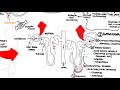 Acute Kidney Injury (AKI) - prerenal, intrarenal and postrenal causes and pathophysiology