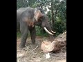Fungsi Belalai Gajah // Gajah Membelah Pohon Sawit
