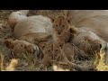 Top 20 cutest baby lions in the world.(17-15) [African Safari Plus⁺] 184