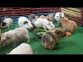 guinea pig,guinea pig farm, guinea pig sound, guinea pig noise, guinea pig cage, sequeaking 154