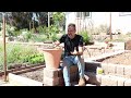 How to Grow Citrus Trees in Containers (or in the ground) // Complete Growing Guide