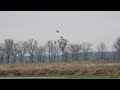 Czajki i inne zwierzaki na łące / Lapwings and other animals on the meadow