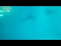 Clearwater marine Aquarium(2)