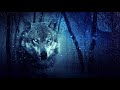 Wolves howling in the night. 8 Hours of wolf sounds