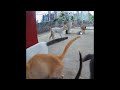 Funniest Dogs and Cats 🤣 Funny Videos Compilation 😸😸