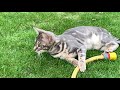 Cute kitten plays with garden hose 🐱