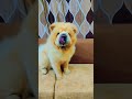 cutie pie sultan 😍 #shorts #chowchow #youtubeshorts #chowchowlife #dog #doglover #cutechowchow#trend