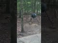 3/13/24 deer starting to come back