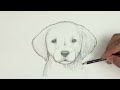 How To Draw a DOG | GOLDEN LAB PUPPY | Sketch Saturday