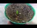 How To Plant Tiny or Very Small Aloe vera Without Roots