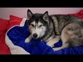 Husky Has A SLEEPOVER At His Best Friend’s NEW House!