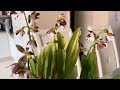 Orchid Spotlight-Calanthe_Noid