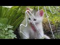 ♥ ♥ ♥ Charming Video with Kittens & Flowers