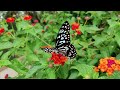 Whimsical Wings: Serene Melodies for Your Butterfly Garden || Blissful Tones