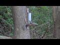 Squirrel feeders with air rifle