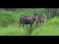 wonderful moose in Alaska