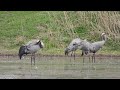 Duże stado żurawi / A big flock of common cranes