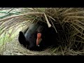 A Rare Pair of Chicks for the Exotic and Endangered Takahe 🐥 Into The Wild New Zealand | Smithsonian