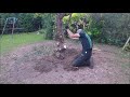 TAKING A CONIFER DOWN AND TAKING THE STUMP OUT