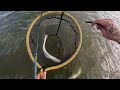 SPECKLED TROUT ON LIVE CROAKER!!! (CORPUS CHRISTI, TX)