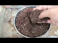 Plant Hydrangea cuttings in sand with plastic bottles - With 100% success