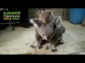 【東山動植物園公式】コアラの体重測定 《 コアラ 》