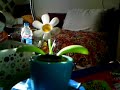 My Solar Flower Dances while I play fitting music