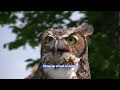 ★4k Animals Wildlife And Romantic Music Video Amazon Wildlife 4k Video Solution★