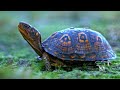 Lovely turtles swimming in clear blue waters with calm music - 10 hours long, 4K relaxation video