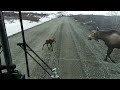 Momma Moose and new born.  one in a billion Close encounter on the Danali Highway, Alaska
