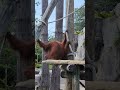 Baby Orangutans Love Playtime!