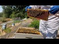 Beekeeping for honey and profit in our backyard on Vancouver Island Vlog update