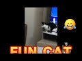 2024 New Funny Cat Videos Compilation 😹😂 Funny Meow Meow 😅😂