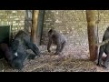 Blackback Mosi Confronts Silverback to Protect and Comfort Sister | The Lomako’s Group