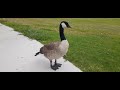 The Friendly Goose