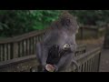 MONKEYS: ZOO and WILDLIFE. Funny animals for a good mood. Mix #1